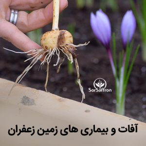 مرحله داشت زعفران