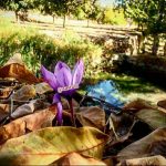 زعفران در پاییز