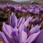 گل زیبای زعفران