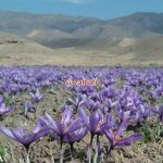 زعفران در کوهستان