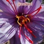 زعفران چند کلاله ای