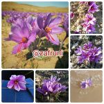 تصاویر منتخب زعفران