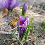 زعفران و زنبور عسل