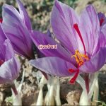 گل زعفران زیبا