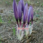 غنچه زعفران