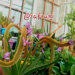 کاکتوس زعفرانی