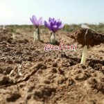 زعفران قدرتمند