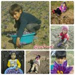 تصاویر منتخب زعفران 4