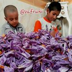 پرکندن زعفران