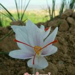 زعفران سفید