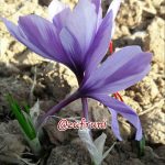 دوستان زعفرانی