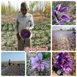 عکسهای منتخب