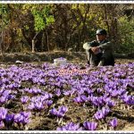 باغ زعفرانی