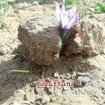 زعفران پهلوان