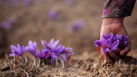 History of Saffron of Iran