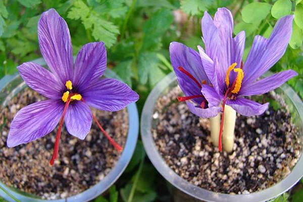 History of Saffron of Iran
