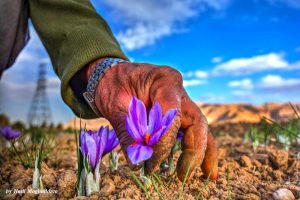 زعفران و خاصیت ضد افسردگی