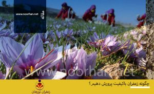 چگونه زعفران باکیفیت پرورش دهیم؟